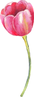 Single tulip. Watercolor illustration png