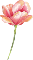 solo tulipán. ilustración acuarela png