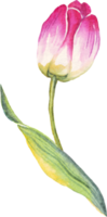 Single tulip. Watercolor illustration png