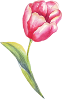 Single tulip. Watercolor illustration png