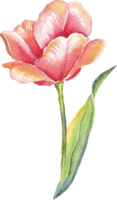 Single tulip. Watercolor illustration png