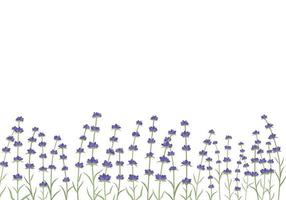 borde de marco horizontal de flores de lavanda. hermoso fondo de flores de lavanda violeta. aislado sobre fondo blanco. vector