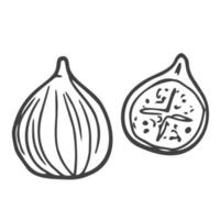 Fig graphic set black white isolated sketch illustration vector