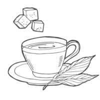 Tea or coffee cup vector doodle hand drawn line illustration