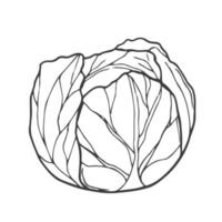 Close up of fresh cabbage doodle icon in vector