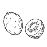 Hand drawn kiwi isolated on white background in doodle style vector