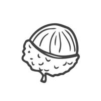 Lychee fruit graphic black white isolated sketch illustration vector. Fruit concept vector