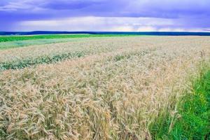 Meadow of wheat photo