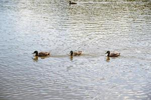 patos en el lago foto