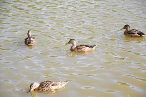 patos en el lago foto