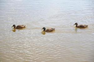 ducks on the lake photo