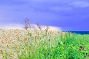 Meadow of wheat photo