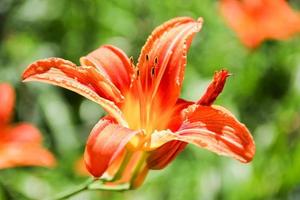 orange spring flower photo