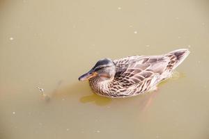 ducks on the lake photo