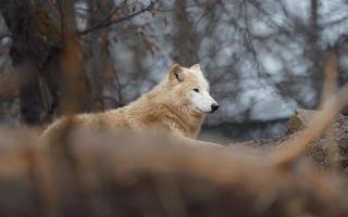 Portrait of Arctic wolf photo