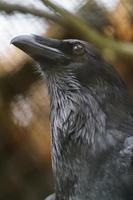 Common Raven in zoo photo