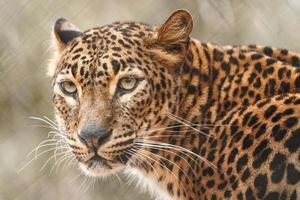 Sri lankan leopard