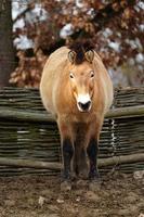 Przewalskis horse in zoo photo