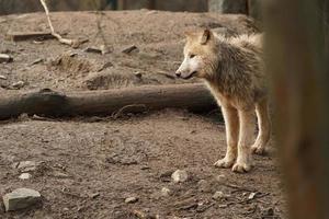 retrato de lobo ártico foto