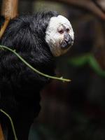 Guianan Saki on branch photo