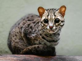 Palawan leopard cat photo