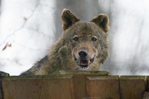 Iberian wolf in zoo photo