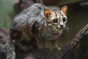 Palawan leopard cat photo