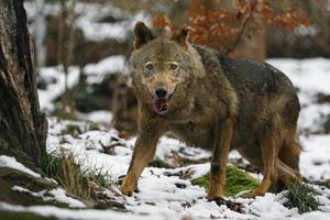 Iberian wolf in zoo photo