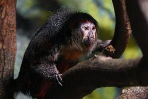 Guianan Saki on branch photo