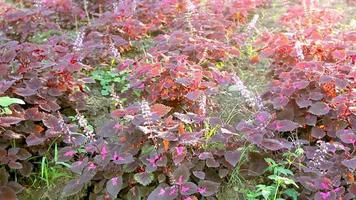 árbol de coleo en el jardín, solenostemon, plectranthus scutellarioides video