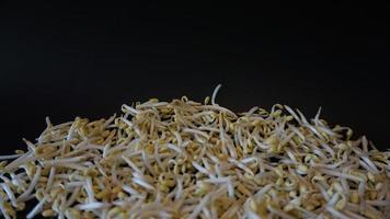 Fresh mung bean sprouts on black background. photo