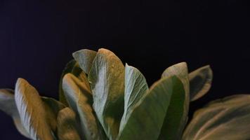 Fresh Bok choy vegetable on black background. photo