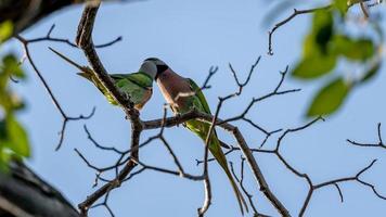 psittacula alexandri, red breasted parakeet perched on tree in nature background photo