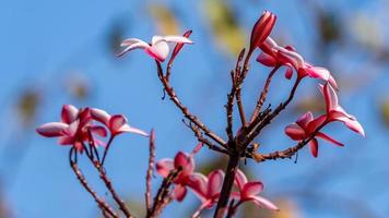 Frangipani, Plumeria, Temple Tree, Graveyard Tree blooming in the garden blue sky background photo