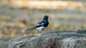 oriental magpie robin stand on the rock photo