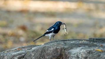 oriental magpie robin eating lizard photo