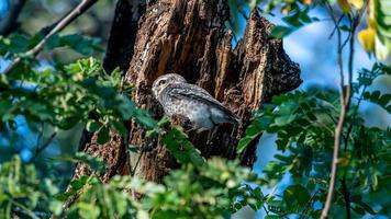 Spotted owlet in the hollow of the tree photo