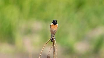 Eastern Stonechat perched on tree photo