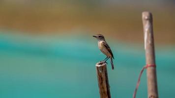 African stonechat perched on a bamboo stump photo