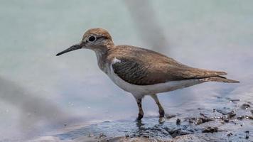 Actitis hypoleucos stand on the field photo