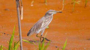 Chinese Pond-heron walking on the field photo
