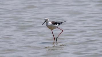 black-winged stilt walking on the field in nature background photo