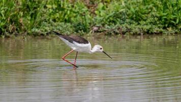 black-winged stilt walking on the field in nature background photo