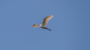 Chinese Pond-heron flying in the blue sky photo