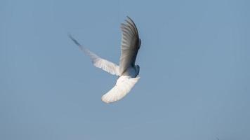 pigeon flying in the blue sky photo