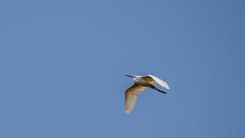 Chinese Pond-heron flying in the blue sky photo