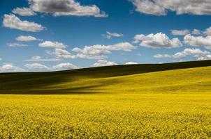 Flower field under the cloudy sky photo