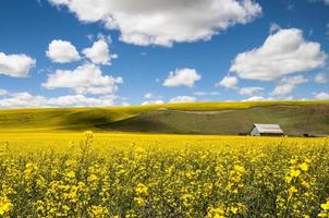Cottage in flower field under cloudy sky photo