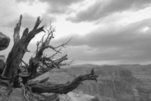 un árbol muerto en el gran cañón foto
