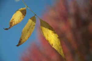 hojas de otoño con hermoso color foto
